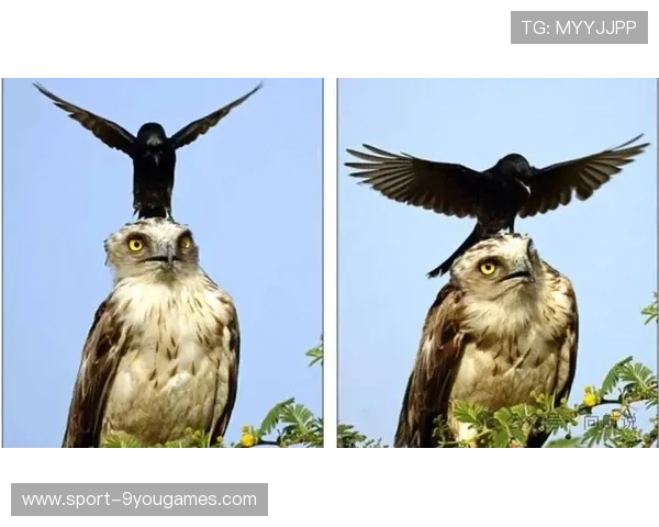 乌鸦防线表现完美，对手几乎无解，乌鸦攻击什么